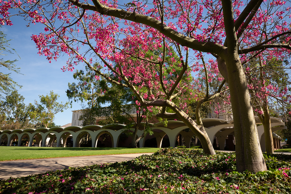 UCR Rivera Arches behind a blossoming tree